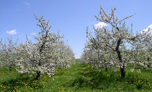 Apple blossom trees