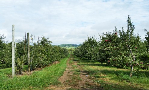 Orchard