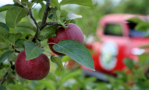 Woodchuck apples